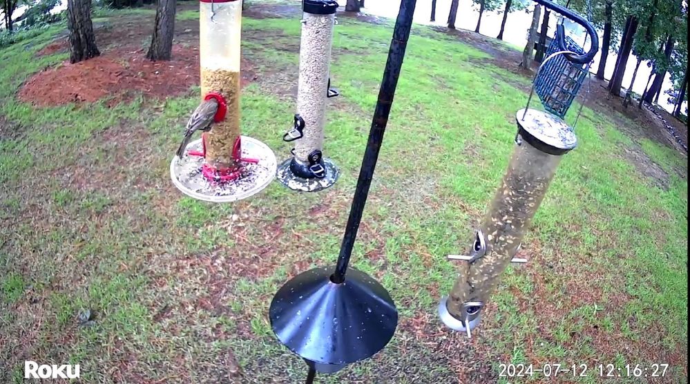 birdfeedercam.jpg